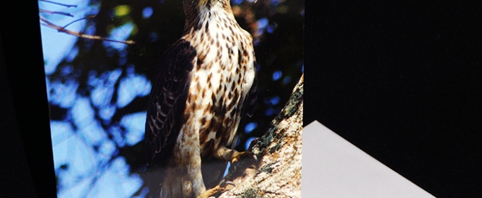 2016_1_Eagle_small