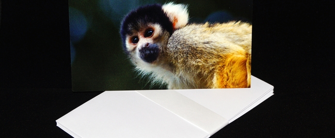 2016_1_Monkey_small