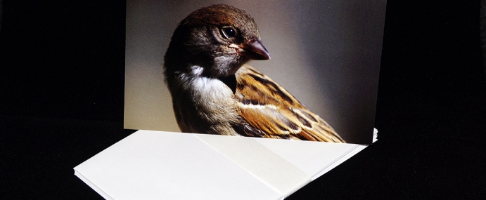 2016_1_Sparrow_small