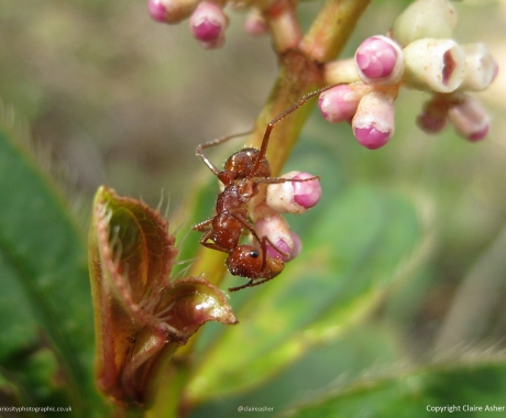 Feeding Ant