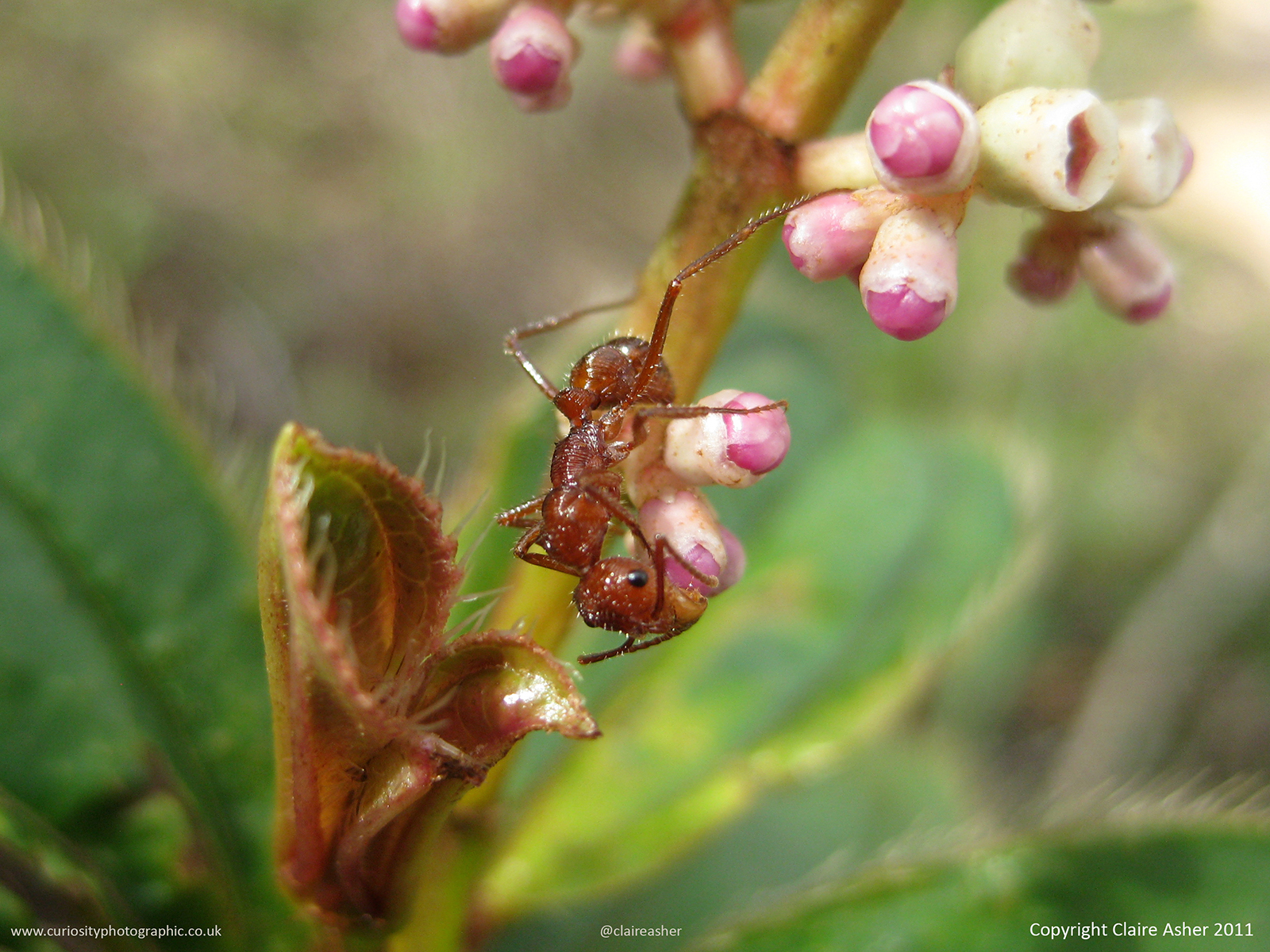 An Ant photographed in Brazil in 2011