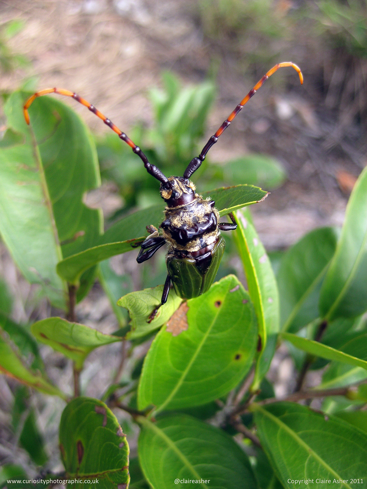 A beetle photographed in Brazil in 2011