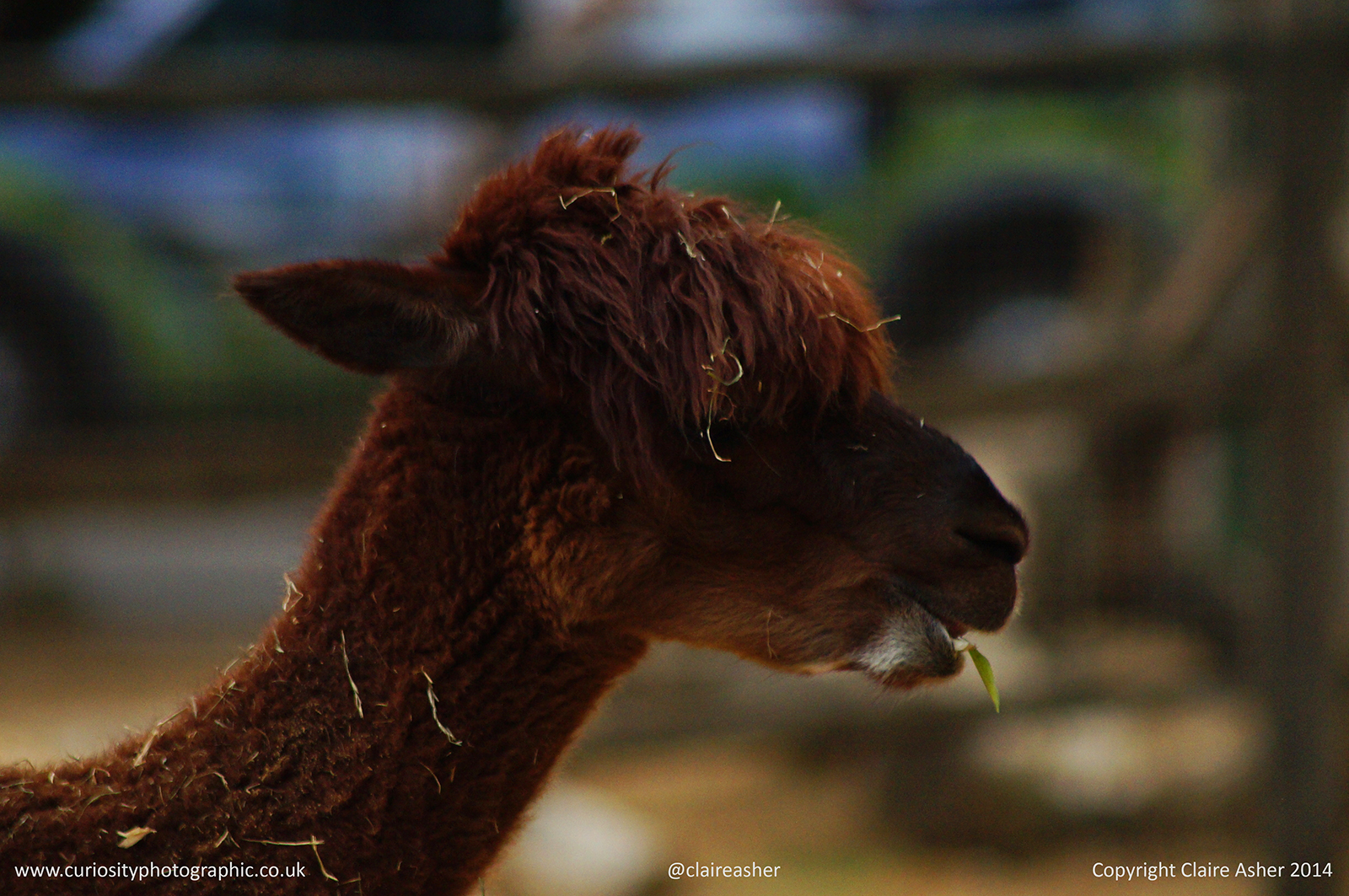 An alpaca (Vicugna pacos) photographed in captivity in 2014.