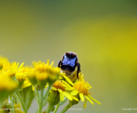 Bumblebee on a Yellow Flower