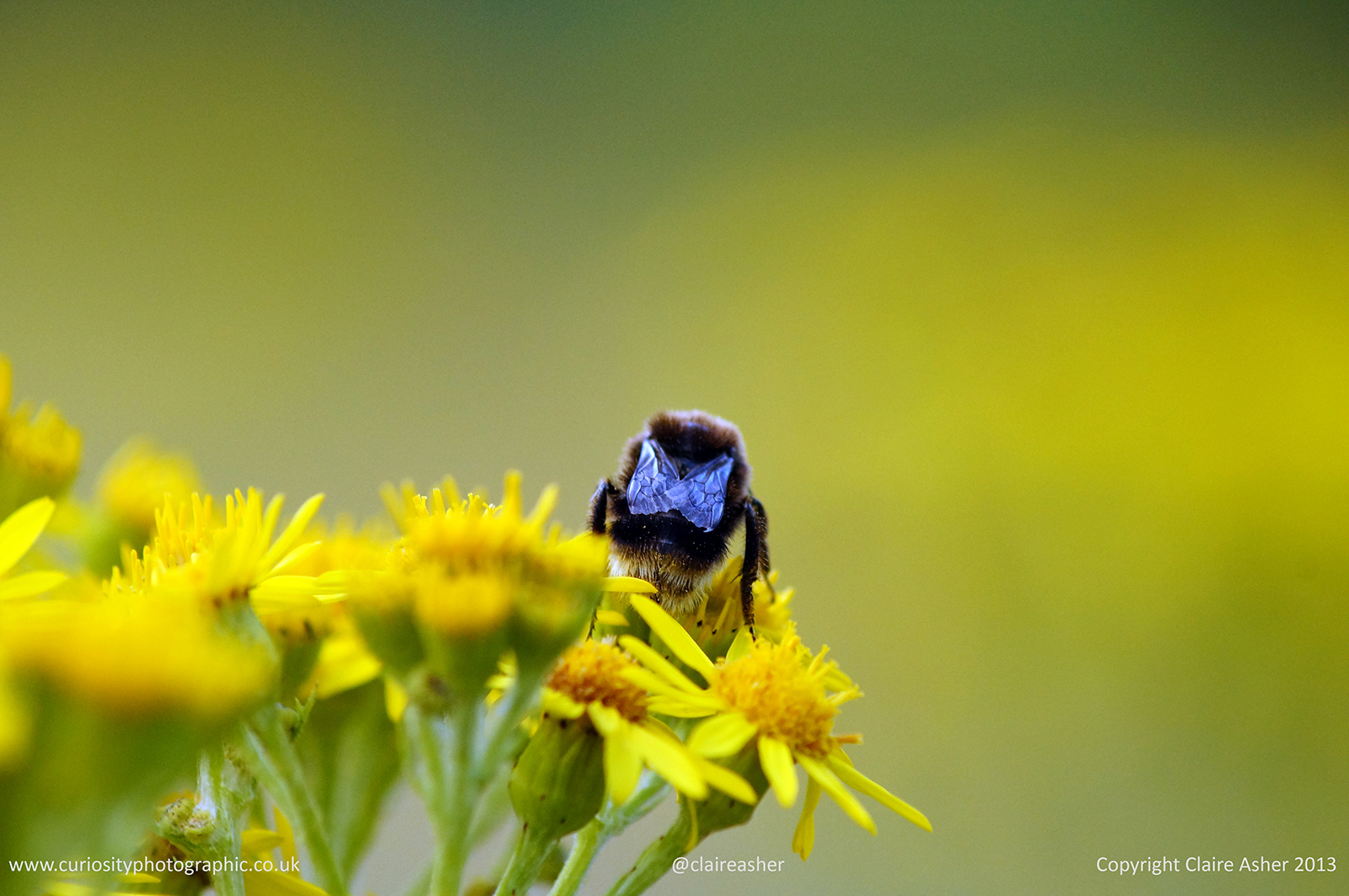 A Bumblebee (Bombus campestris) photographed in Hertfordshire, England in 2013.