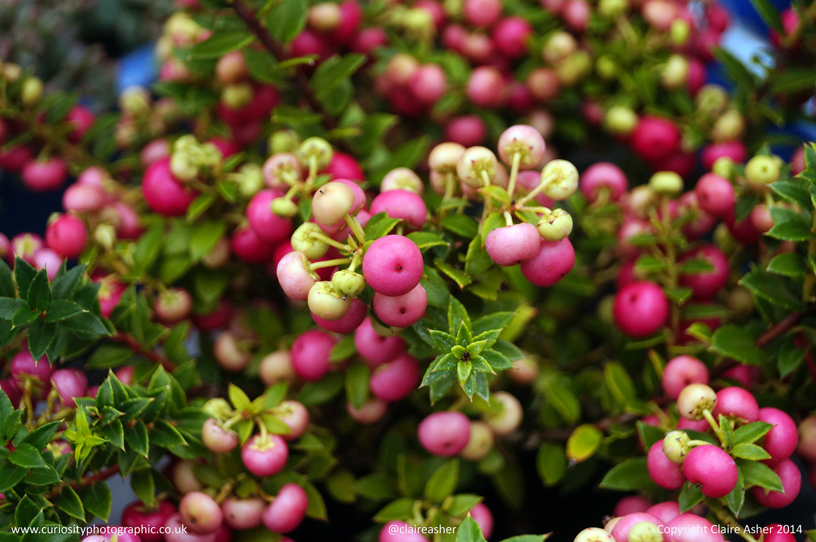 A bush with pink berries photographed in Berkshire in 2014.