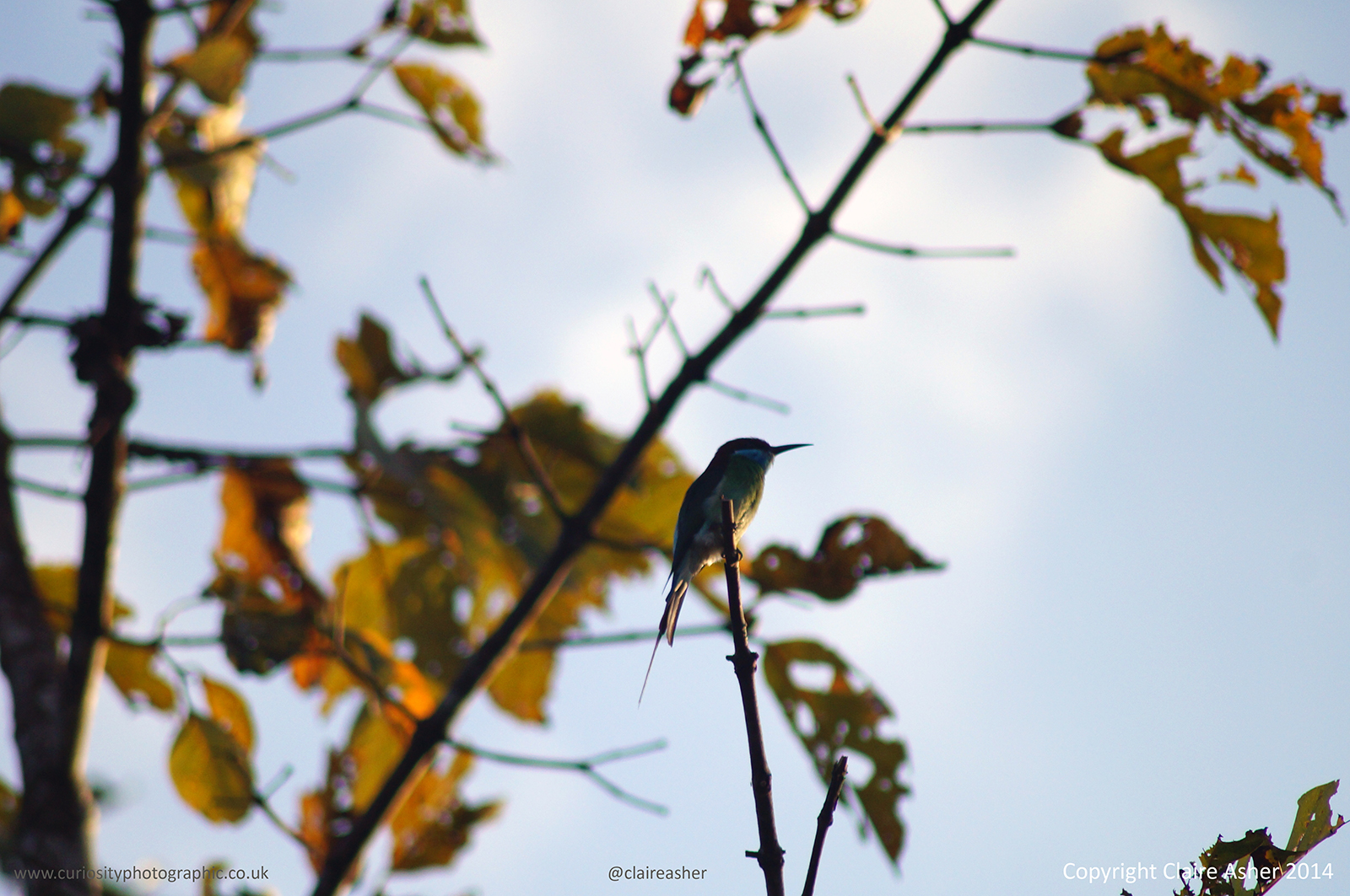 A bird photographed in Borneo, Malaysia in 2014. 