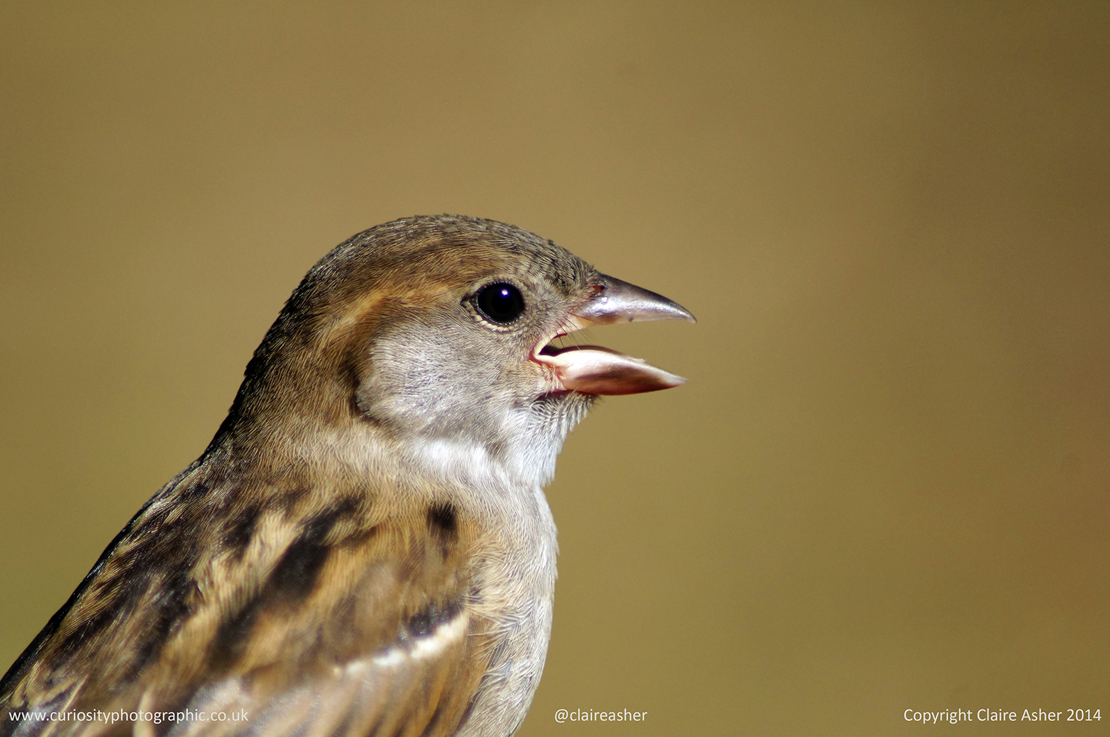 A female house sparrow (Passer domesticus photographed in New Zealand in 2014