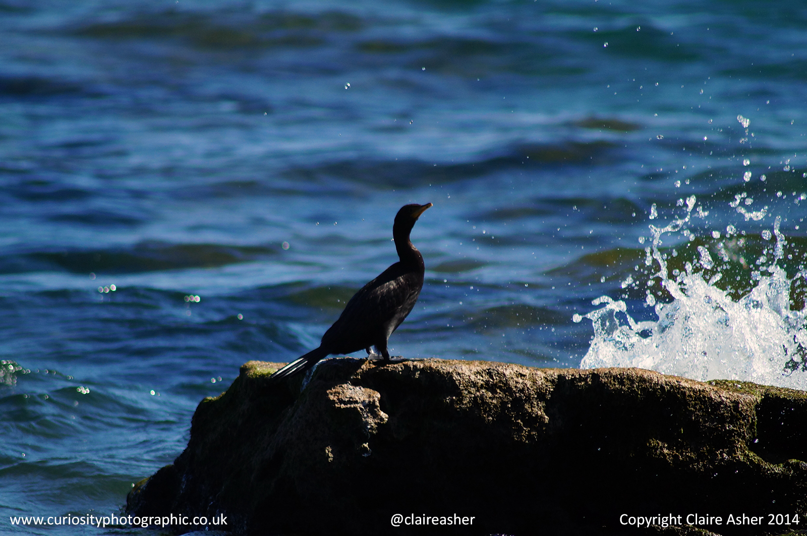 A Bird photographed in New Zealand in 2014