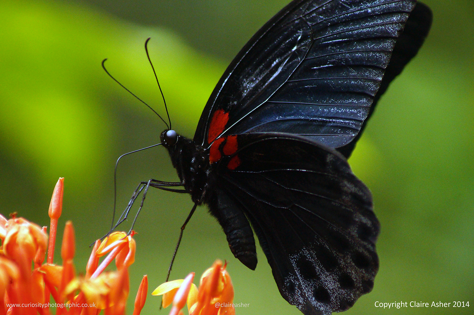 Great Mormon Butterfly photographed in Borneo, Malaysia in 2014.