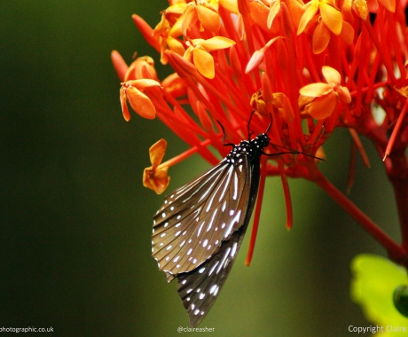 Butterfly in Borneo