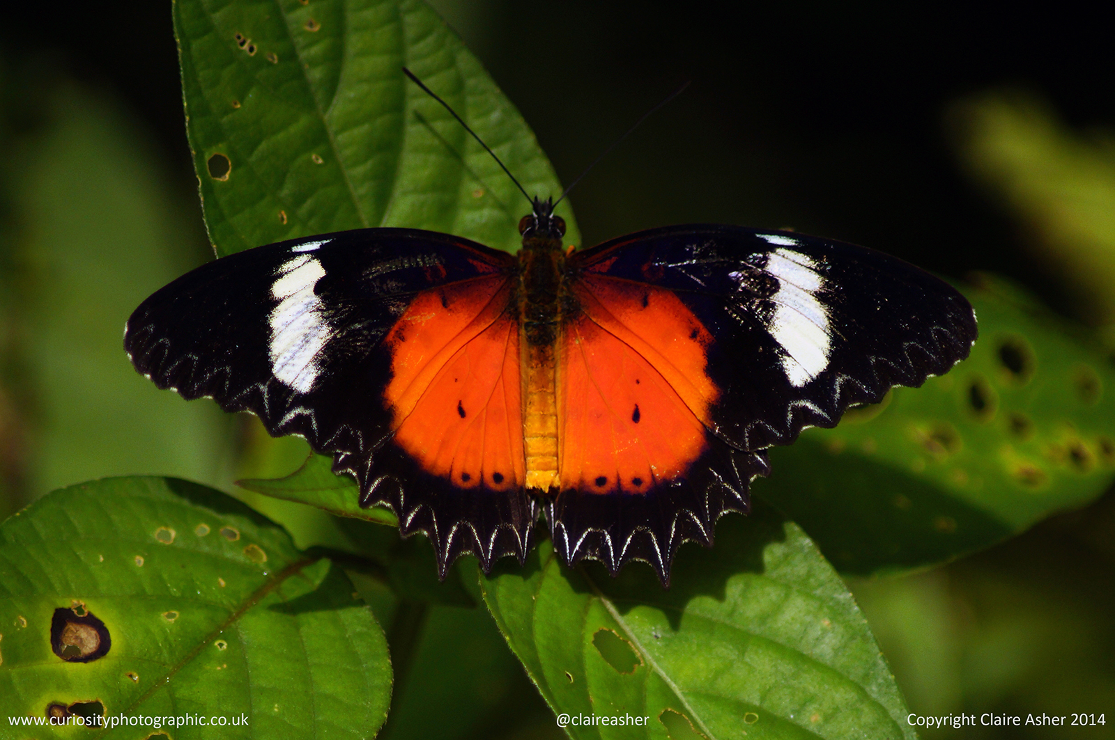 Cethosia butterfly photographed in Borneo, Malaysia in 2014