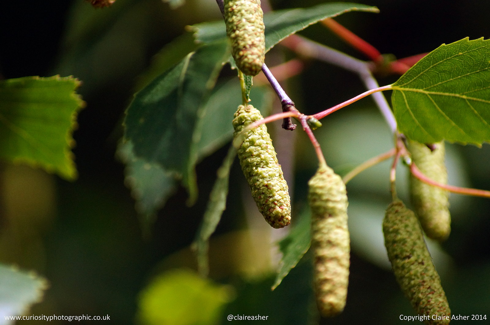 Catkins found on a bush in Berkshire, photographed in 2014. 
