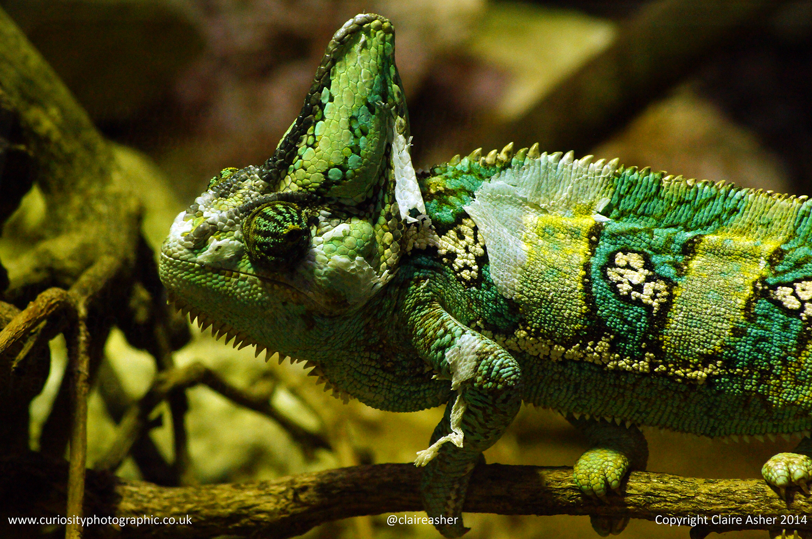A chameleon photographed in captivity in 2014. 