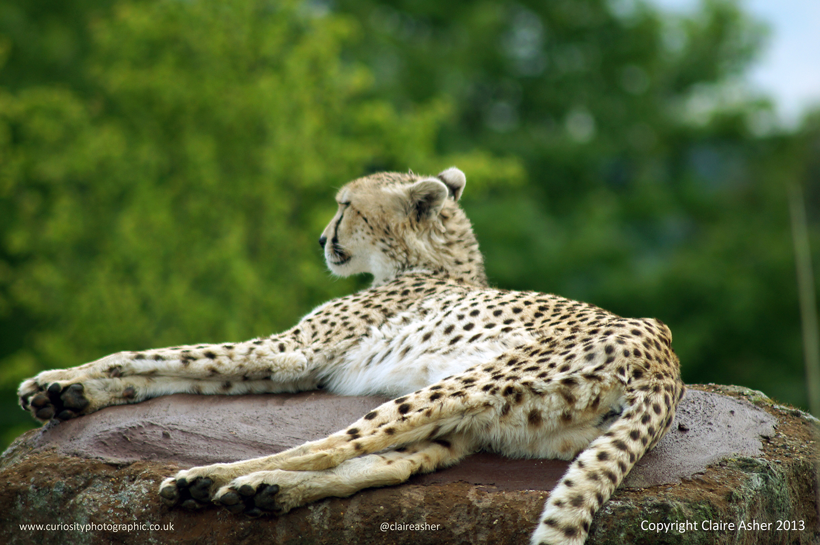 Cheetah (Acinonyx jubatus) photographed in captivity in the UK in 2013