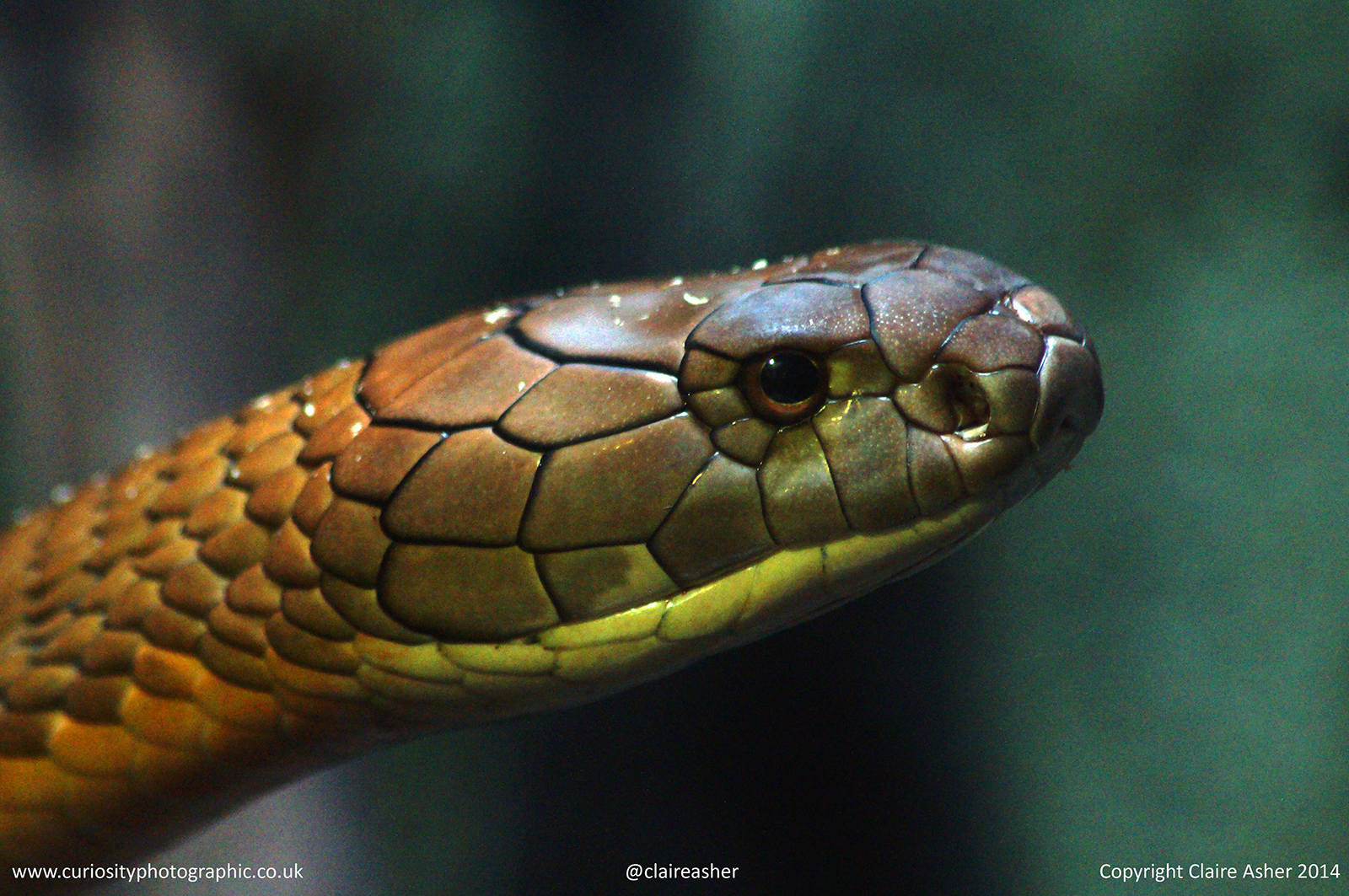 A cobra photographed in captivity in 2014.