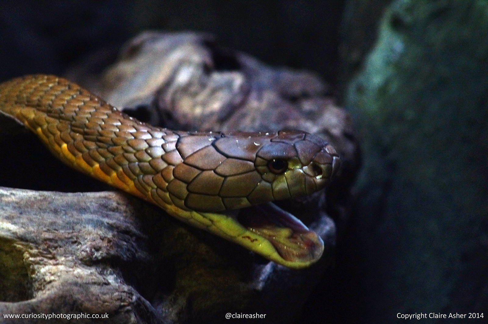 A cobra photographed in captivity in 2014. 