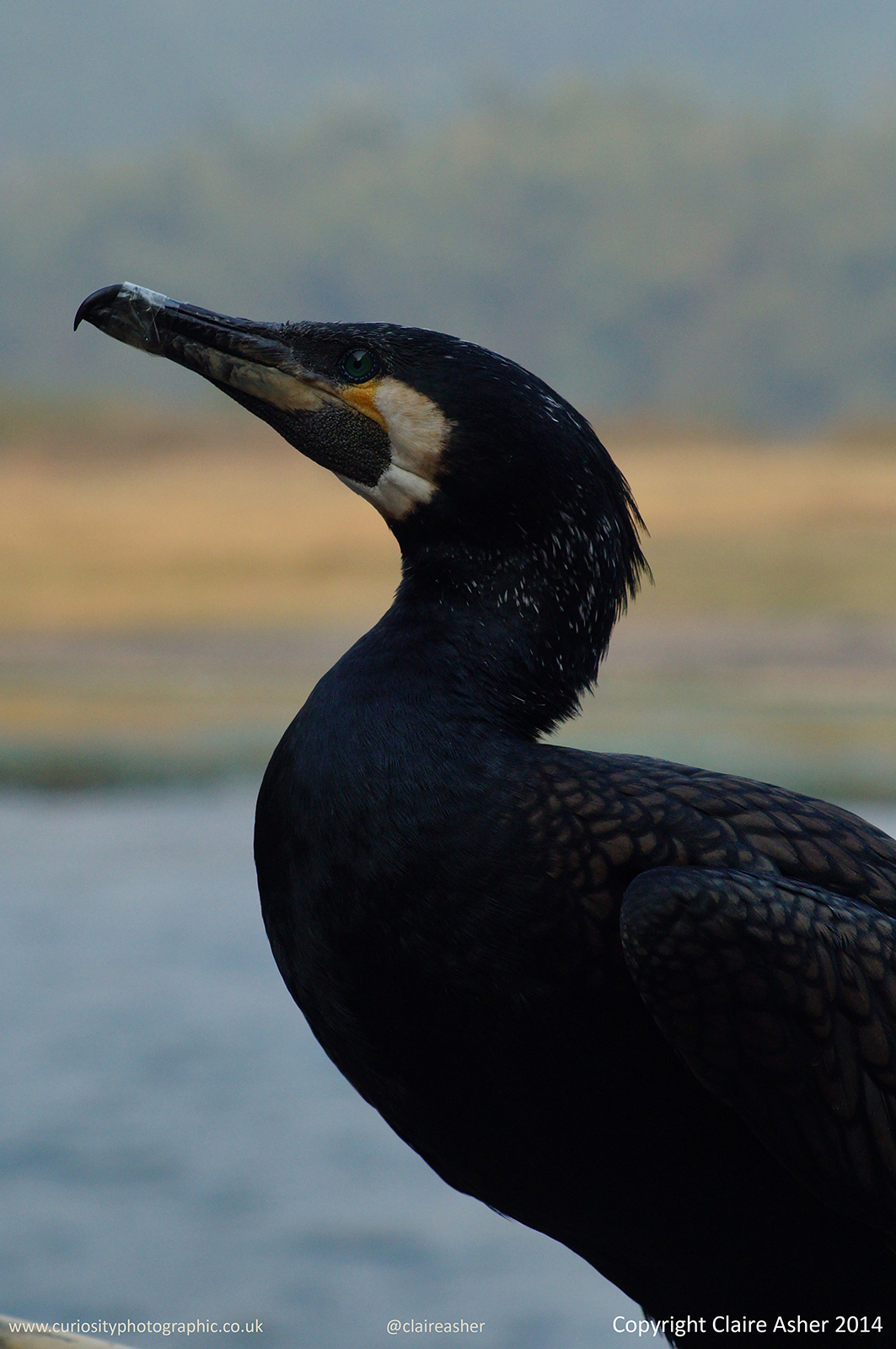 A Cormorant photographed in Yangshuo, China in 2013.