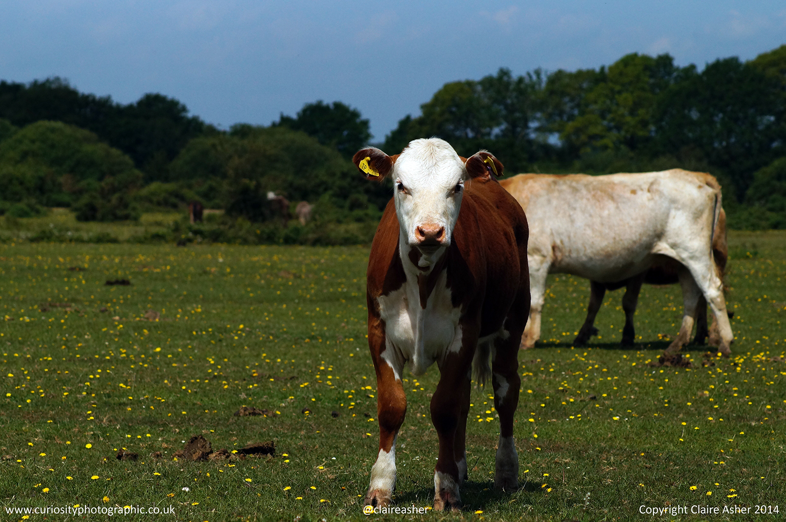 A domestic cow (Bos taurus) photographed in the New Forest in 2015.
