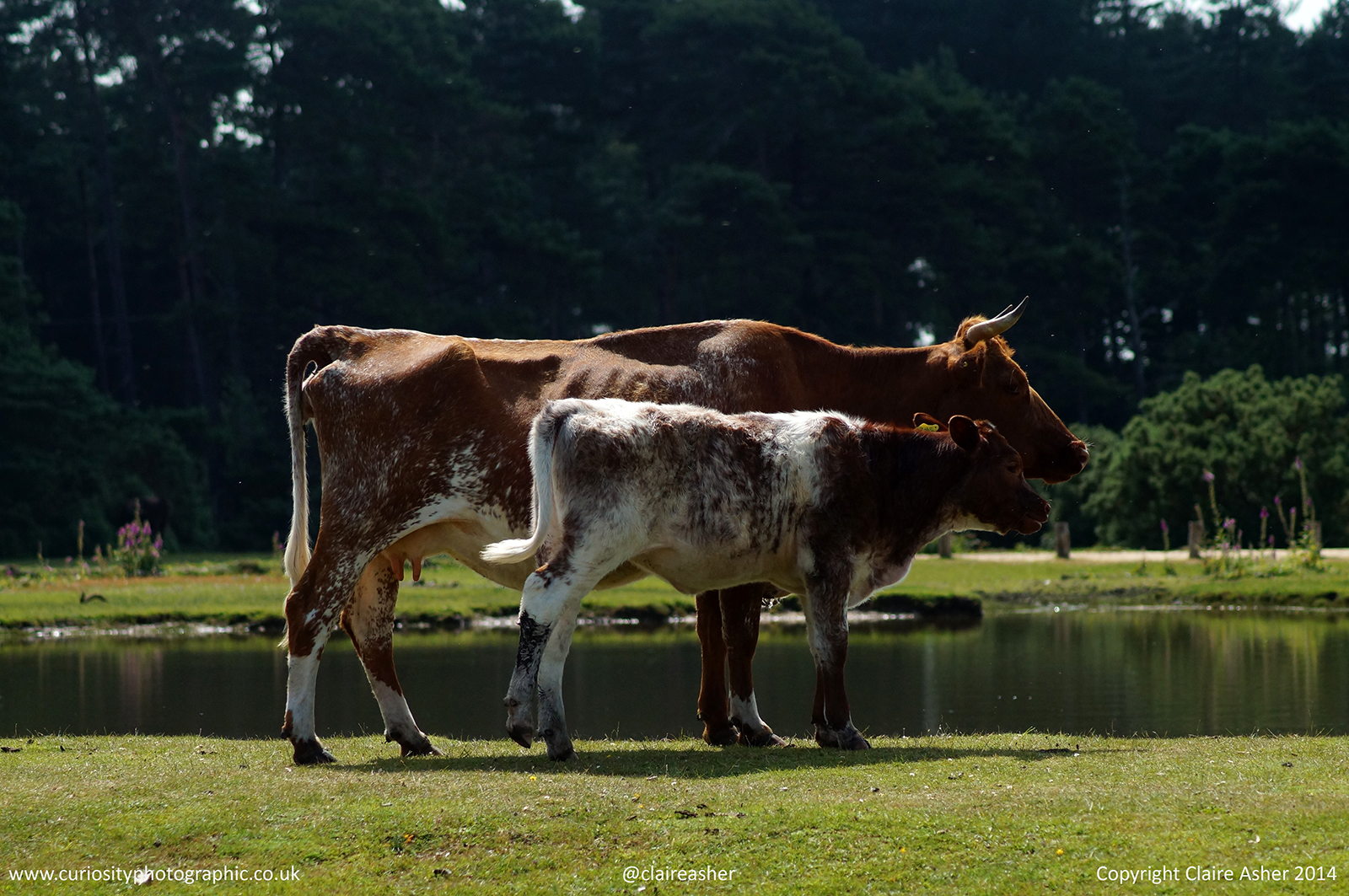 Domestic cows (Bos taurus) photographed in the New Forest in 2014.