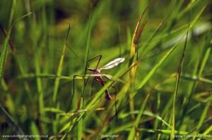 Not your daddy long legs