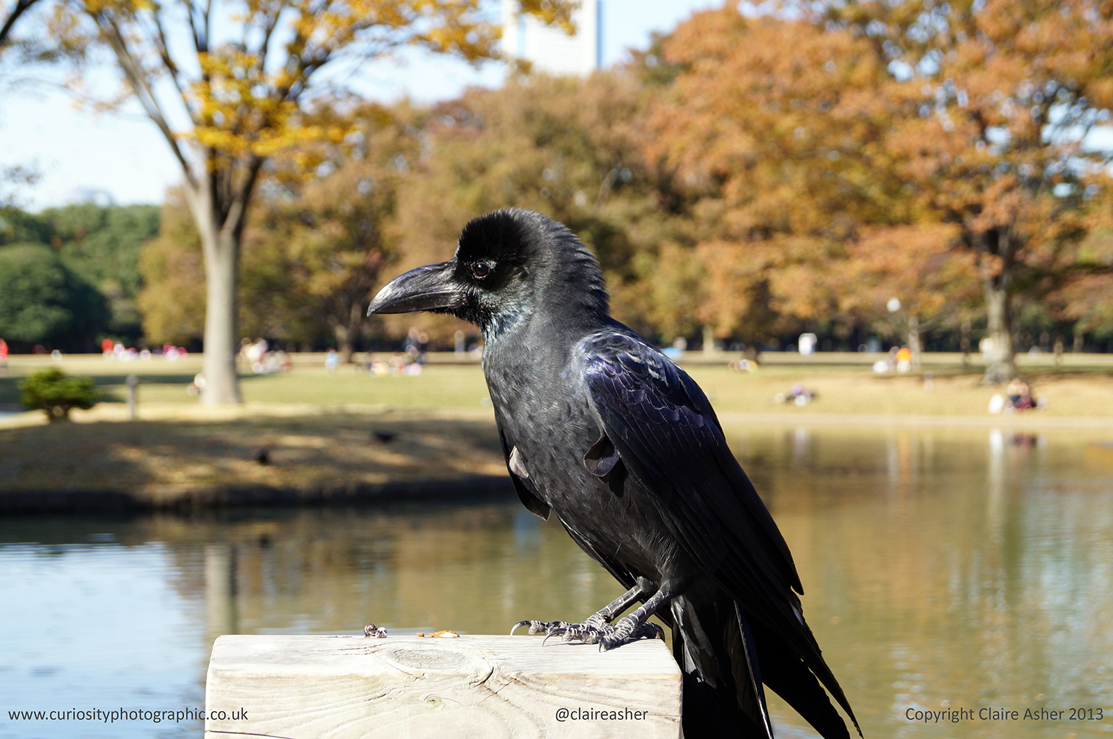 A Jungle Crow (Corvus macrorhynchos) photographed in Japan in 2013