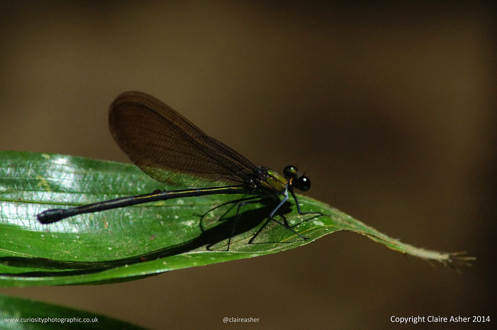 Damselfly photographed in Borneo, Malaysia in 2014