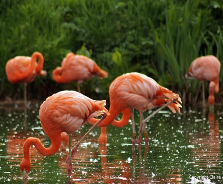 Greater Flamingos Feeding
