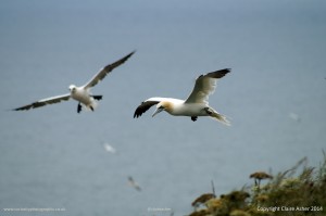 Gannets in Flight