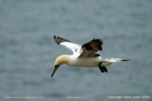 Soaring Gannet