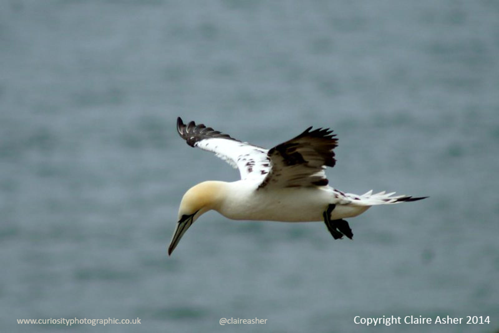 A Gannet (Morus bassanus) photographed in Yorkshire, England in 2013.