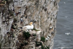 Gannet on Nest