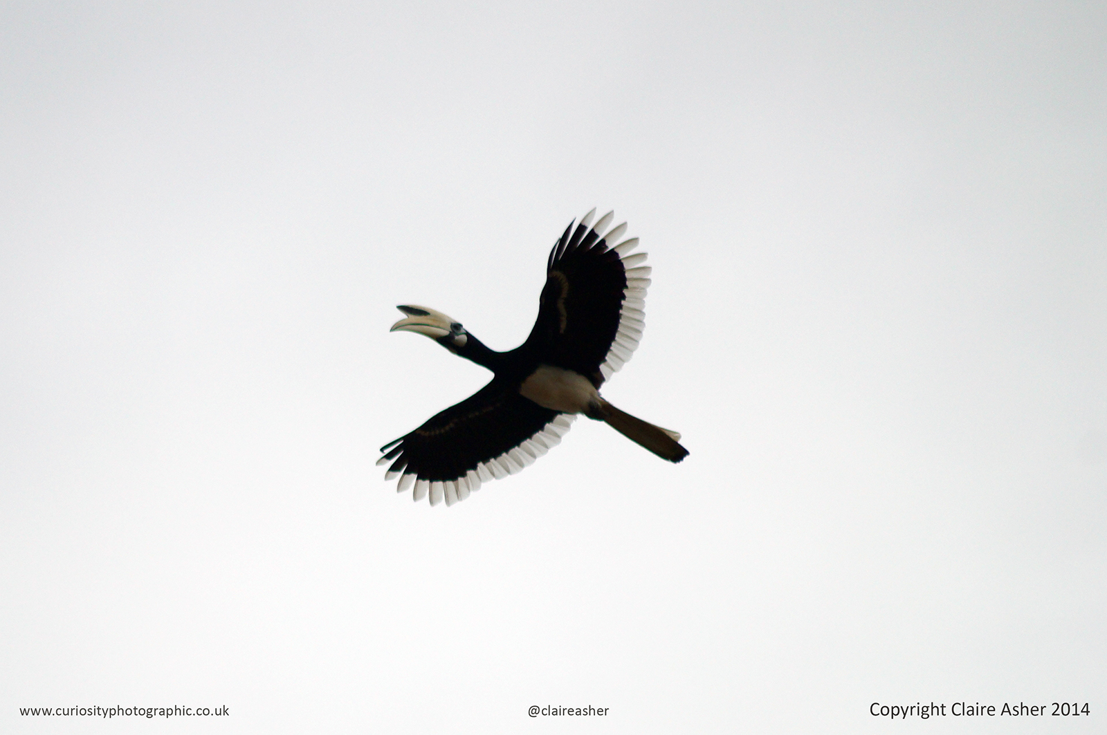 A Rhinoceros hornbill (Buceros rhinoceros) photographed in Borneo, Malaysia in 2014.