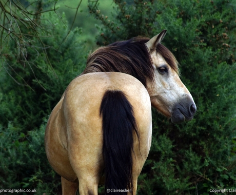Equine Profile