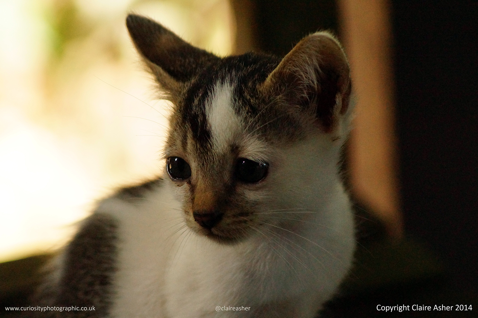A kitten (Felis catus) photographed in Borneo, Malaysia in 2014.