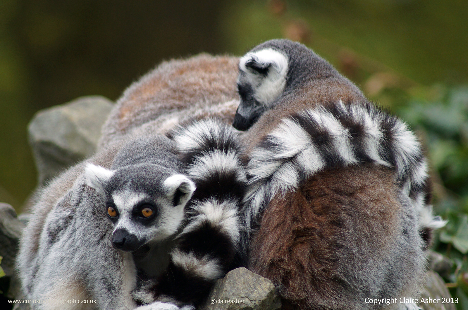 A pile of Ring-Tailed Lemurs (Lemur catta), photographed in captivity in the UK in 2013. 