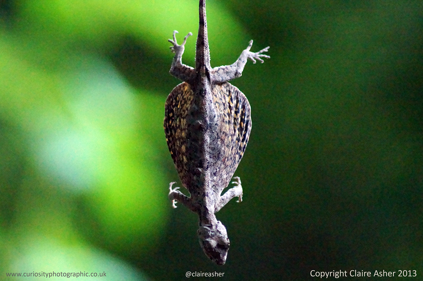 A gliding lizard photographed in Komodo, Indonesia, in 2014.