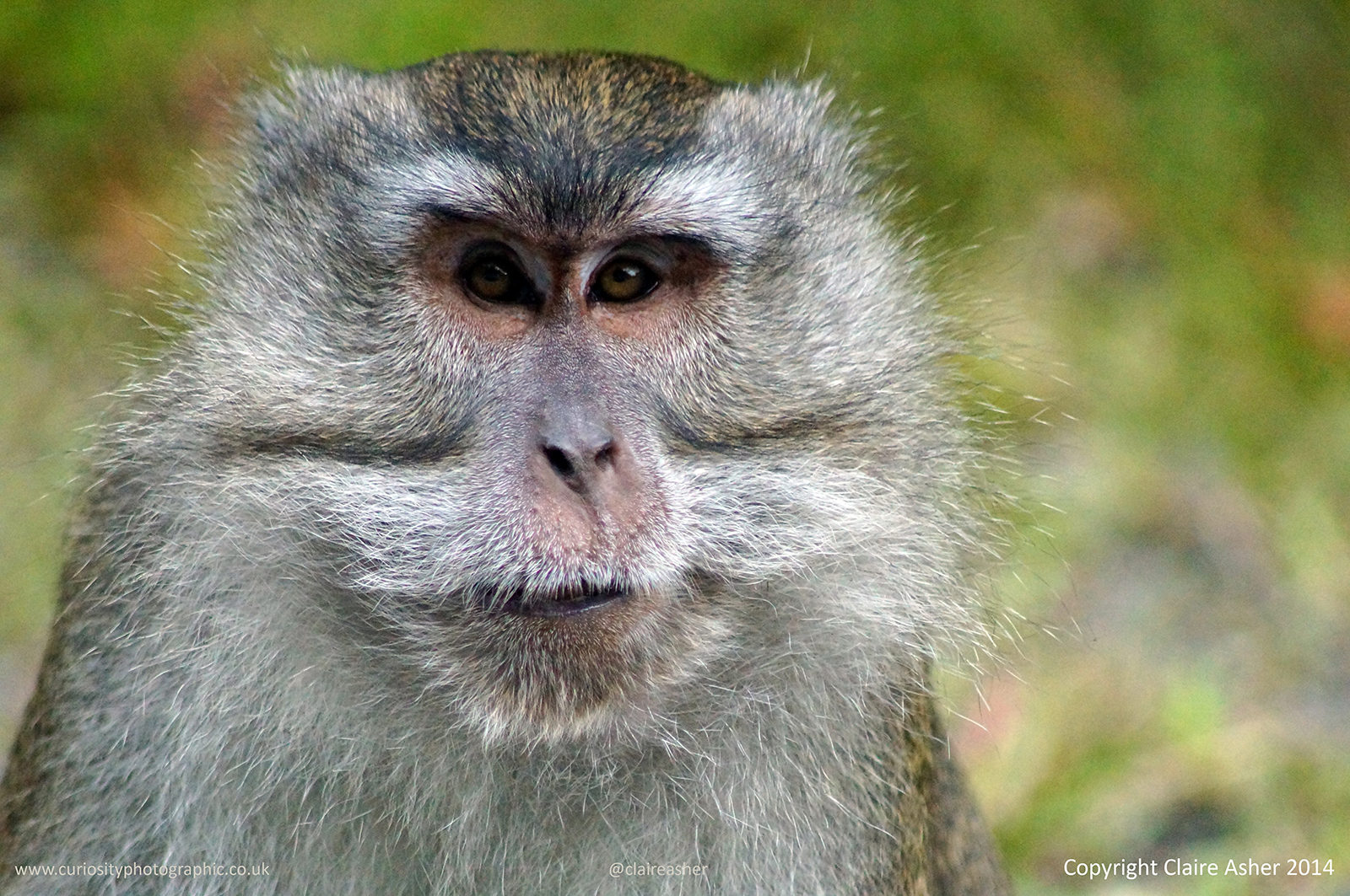 A Long-tailed Macaque (Macaca fascicularis), photographed in Flores, Indonesia in 2014.