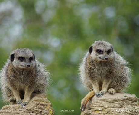 Meerkats Stand Guard