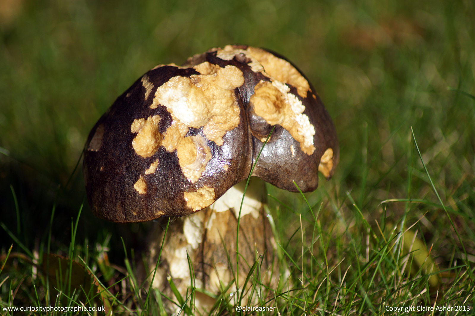 A Bay Boletus Mushroom (Boletus badius) photographed in Hertfordshire, England in 2013