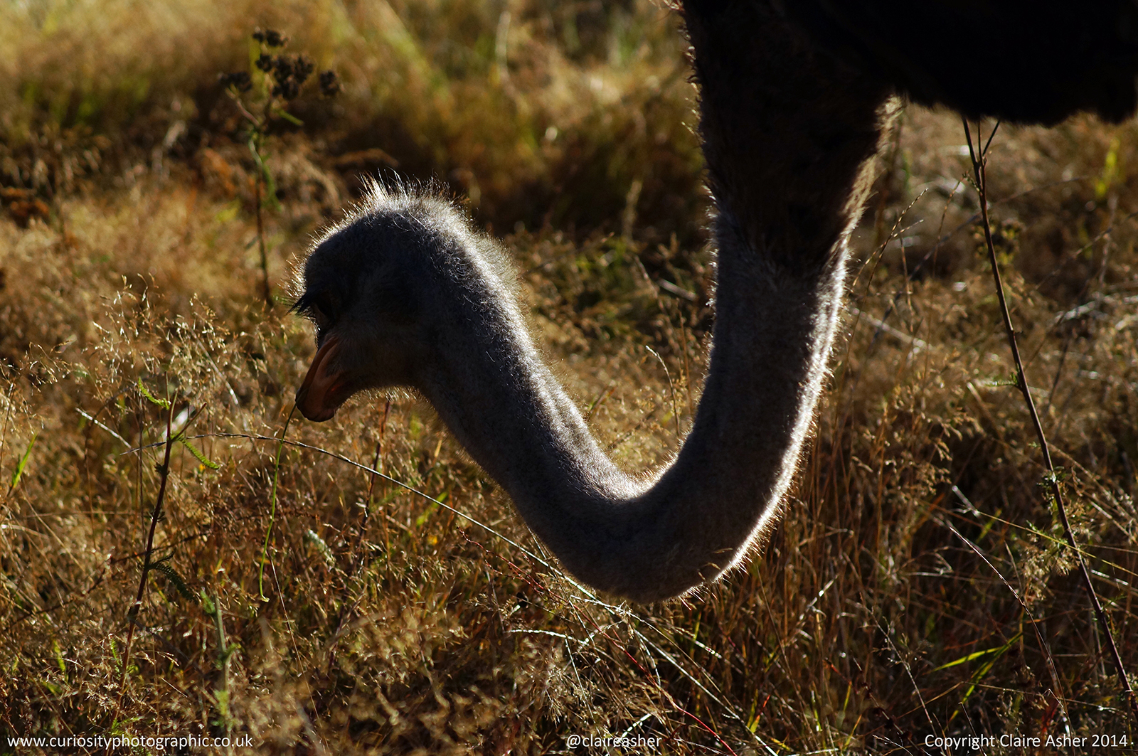 An Ostrich (Struthio camelus) photographed in captivity in New Zealand in 2014.