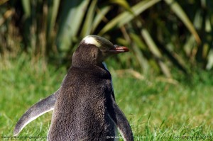 Penguin Sunbathing