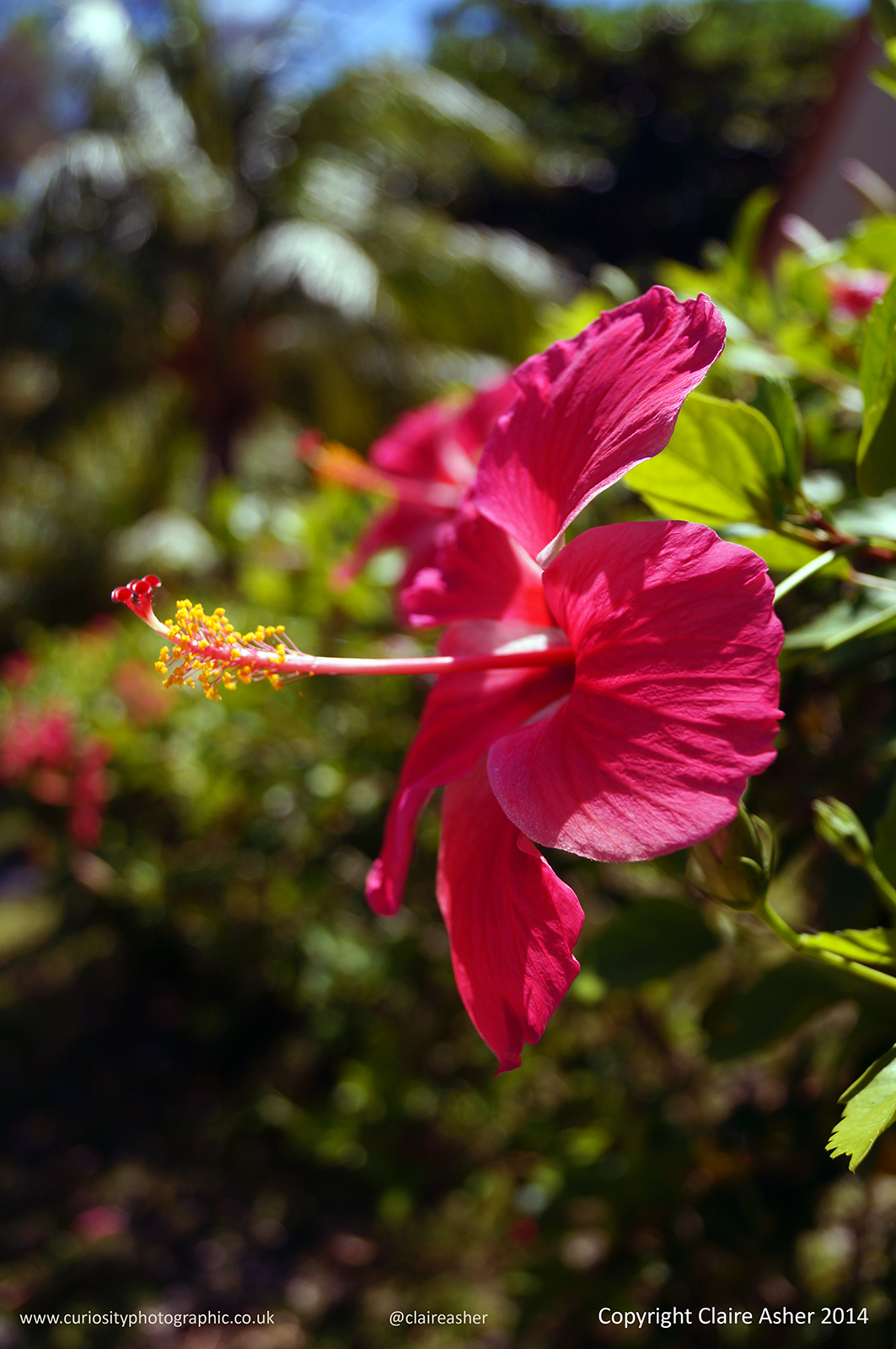A pink flower (Hibiscus rosa-sinensis) photographed in Flores, Indonesia in 2014.