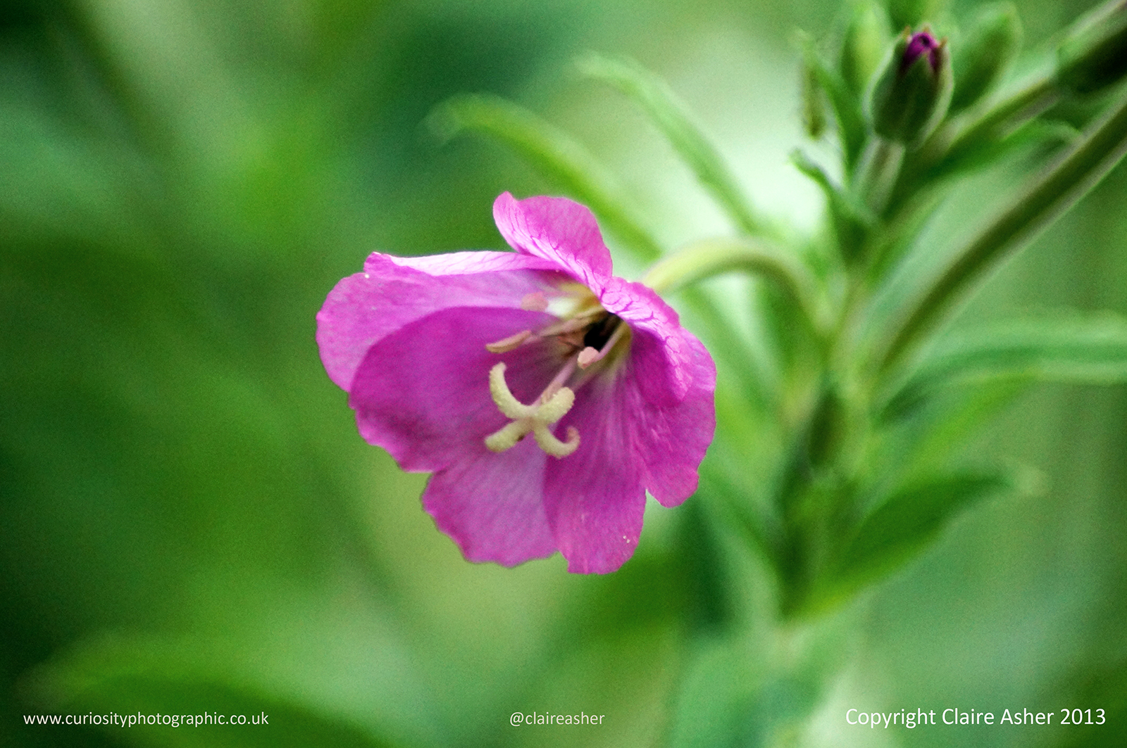 A pink flower photographed in Hertfordshire, England in 2013.