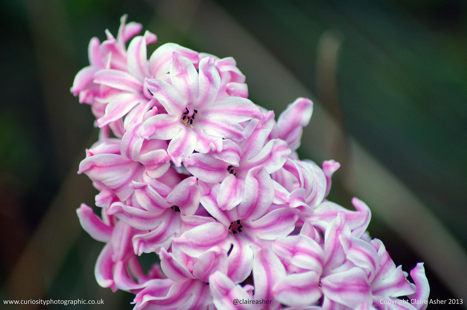 A pink Hyacinth (Hyacinthus orientalis) photographed in Hertfordshire, England in 2013
