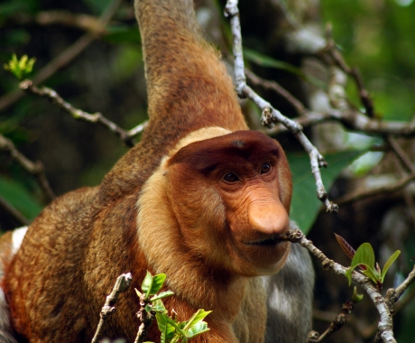 Proboscis Male Devours a Leaf