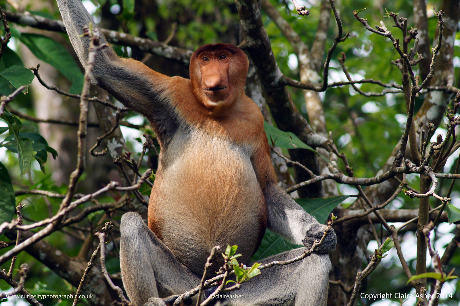 A male Proboscis monkey (Nasalis larvatus), photographed in Borneo, Malaysia in 2014.