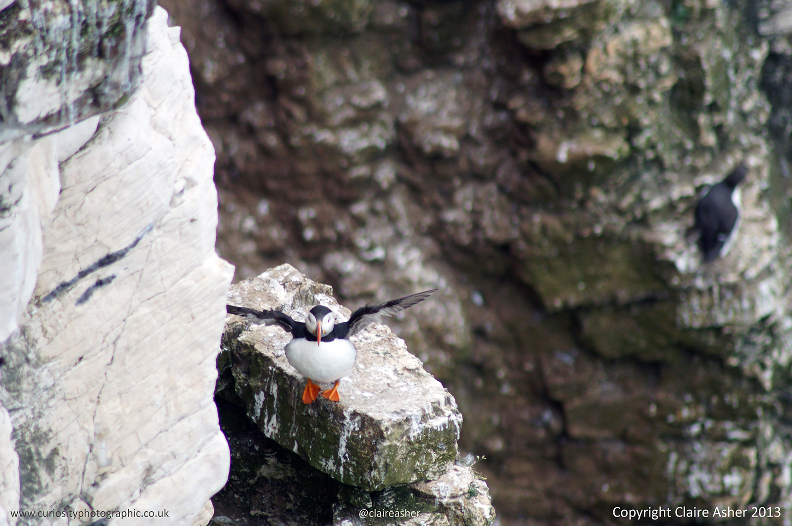 An Atlantic Puffin (Fratercula arctica) photographed in Yorkshire, England in 2013. 