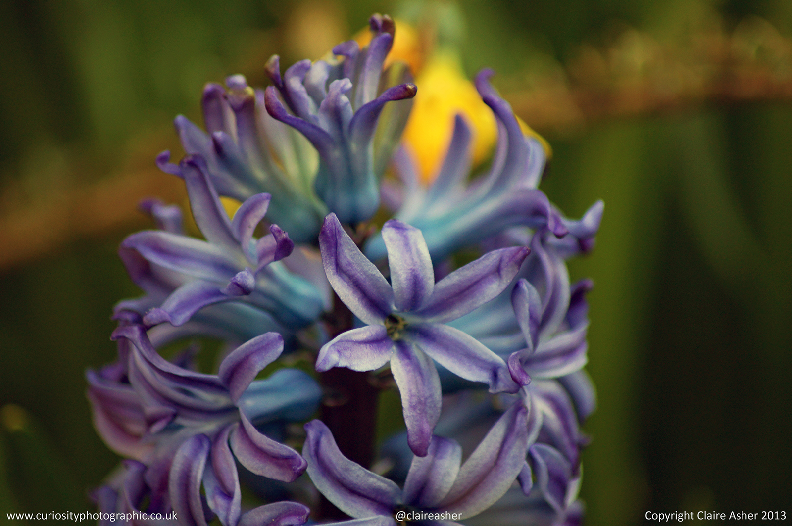 A purple Hyacinth (Hyacinthus orientalis) photographed in Hertfordshire, England in 2013.