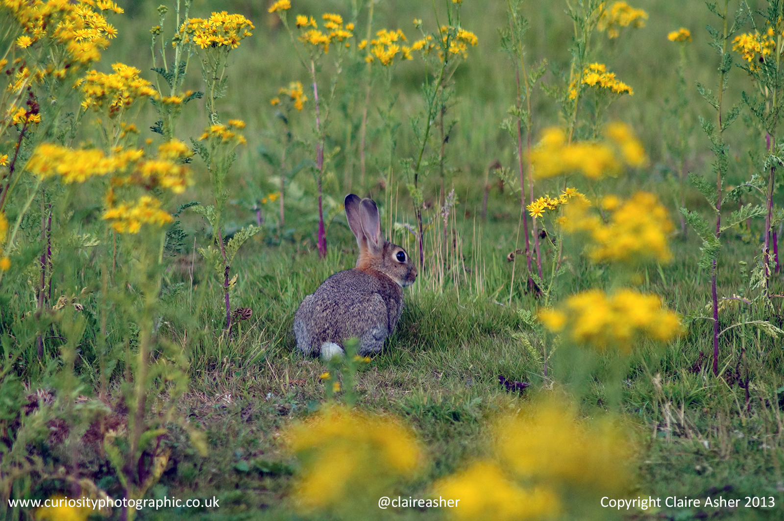 A European Rabbit (Oryctolagus cuniculus) photographed in Hertfordshire, England in 2013